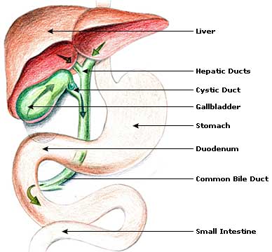 Gall Bladder Picture