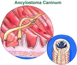 Intestinal Worms Picture