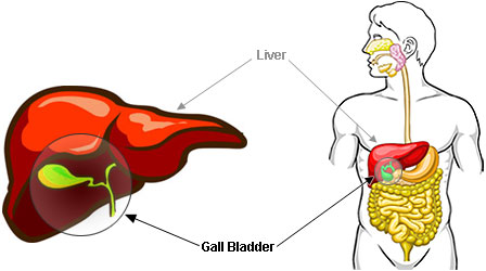 Gallbladder photo